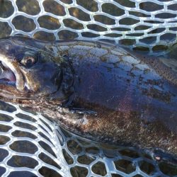 ６時間チャレンジ ～フィッシングパーク高島の泉～